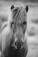 Photo Wallpaper Horse Being At The Corridor