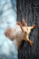 Photo Wallpaper The Squirrel