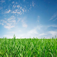 Photo Wallpaper The Grass