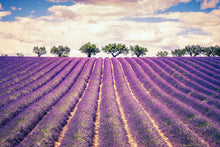 Load image into Gallery viewer, Photo Wallpaper The Lavender Field
