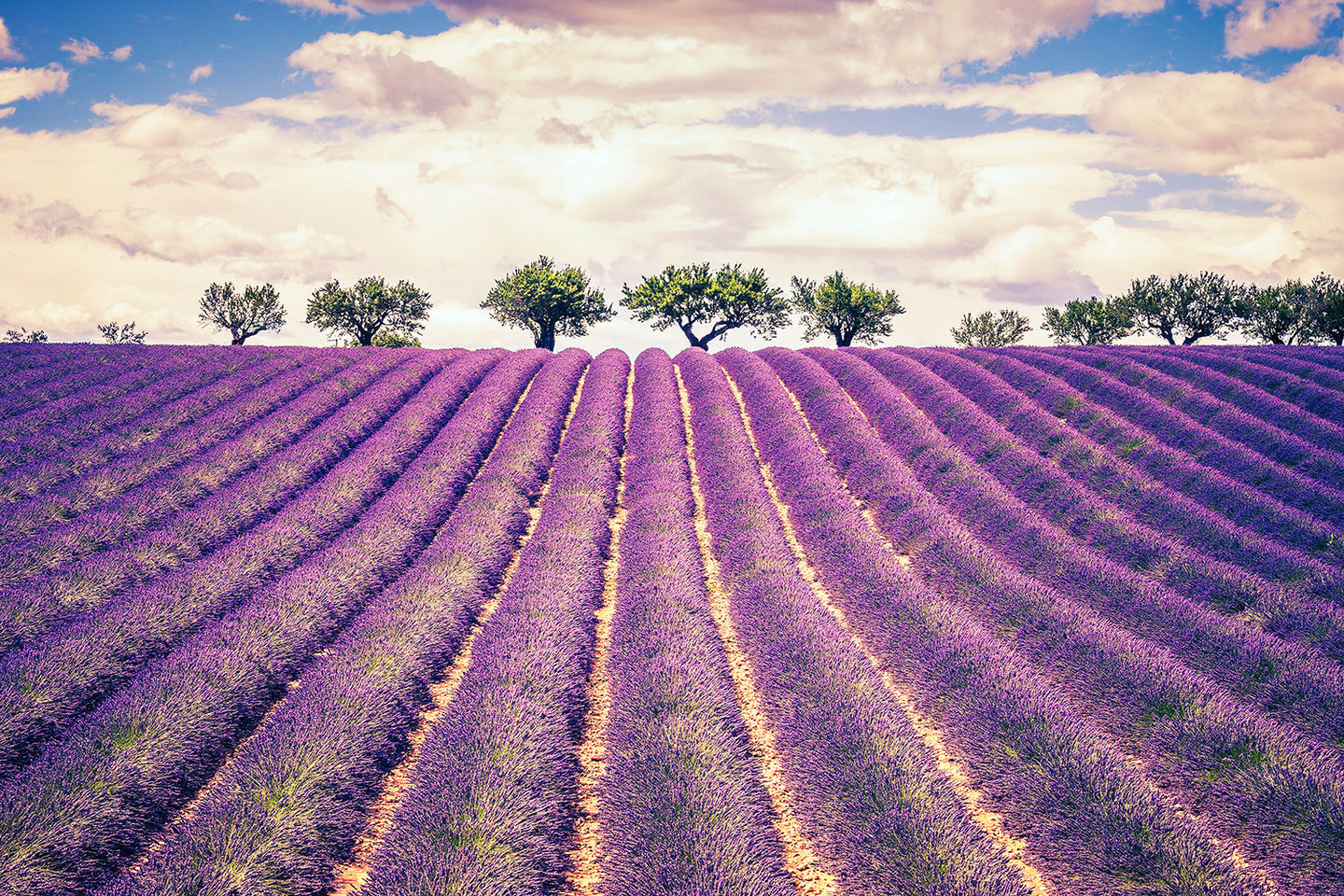 Photo Wallpaper The Lavender Field