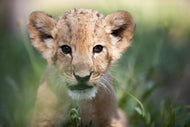 Photo Wallpaper Lion Baby