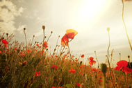 Photo Wallpaper The Poppy Field At Sunrise