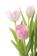 Photo Wallpaper The Tulips Trio