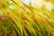 Photo Wallpaper The Wheat Field