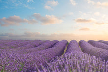 Load image into Gallery viewer, Photo Wallpaper The Blooming Lavender Field
