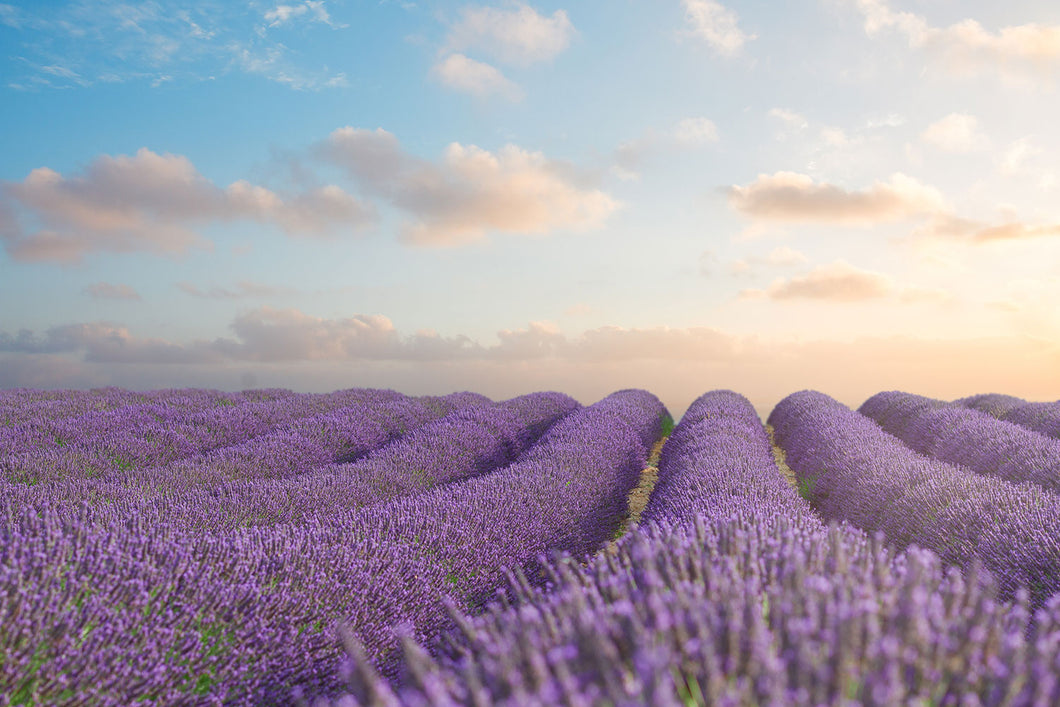 Photo Wallpaper The Blooming Lavender Field