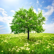 Photo Wallpaper The Tree