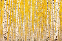Load image into Gallery viewer, Photo Wallpaper The Birch Forest In Autumn
