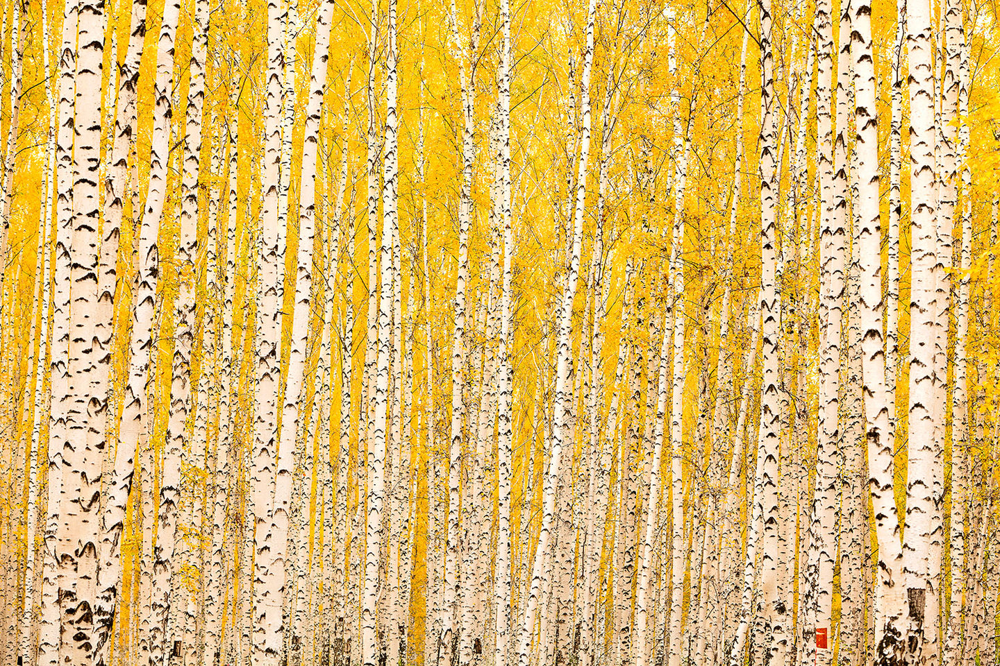 Photo Wallpaper The Birch Forest In Autumn