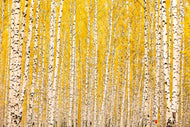 Photo Wallpaper The Birch Forest In Autumn