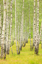 Load image into Gallery viewer, Photo Wallpaper The Birch Forest In Late Summer
