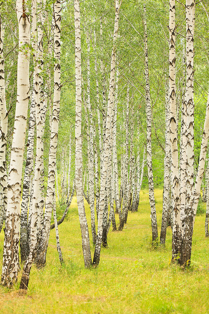 Photo Wallpaper The Birch Forest In Late Summer