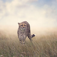 Photo Wallpaper The Cheetah