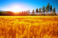 Photo Wallpaper The Autumn