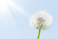 Photo Wallpaper Dandelion In Sunbeam