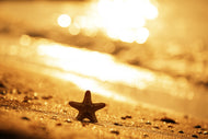 Photo Wallpaper The Starfish