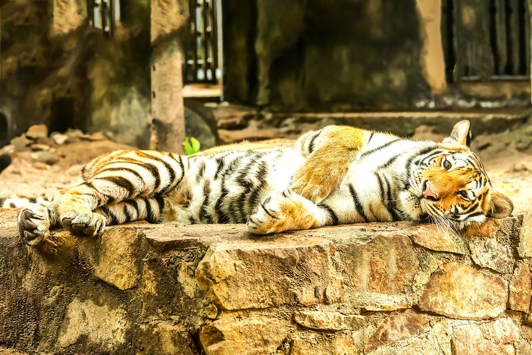 Photo Wallpaper The Siberian Tiger