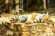 Photo Wallpaper The Siberian Tiger