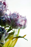 Photo Wallpaper Tulip Bouquet