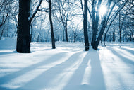 Photo Wallpaper The Forest Without Tracks In The Snow