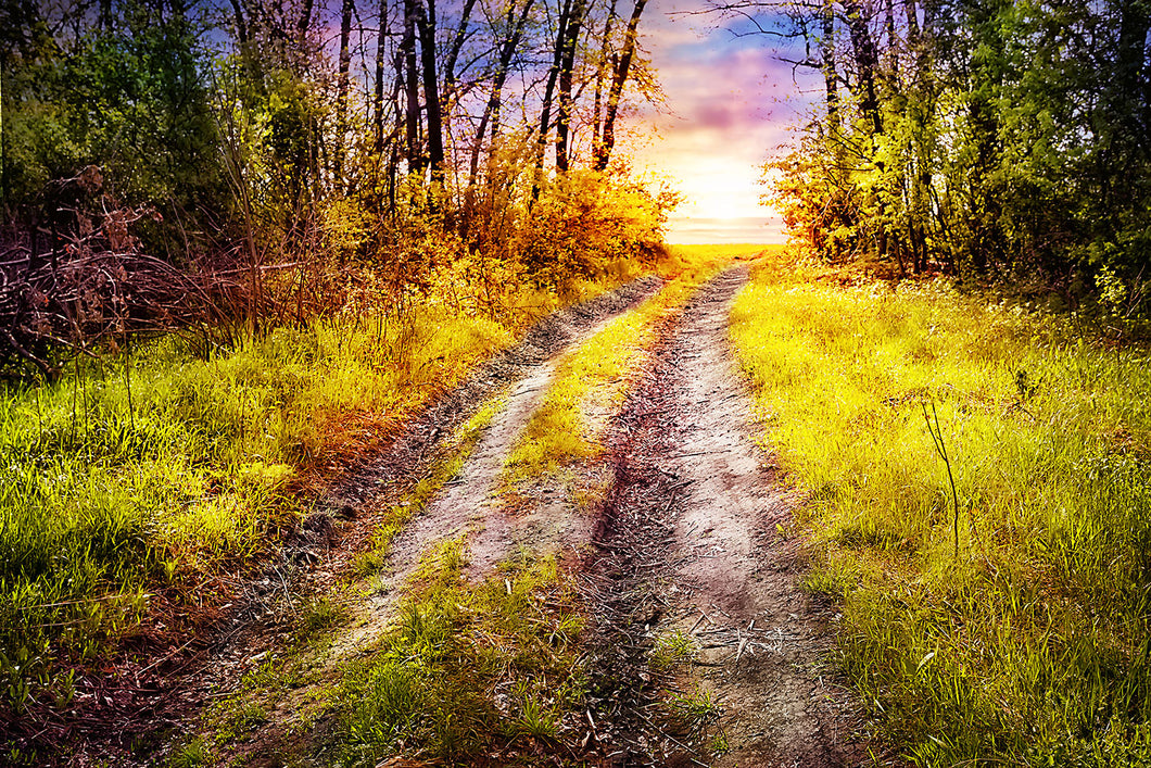 Photo Wallpaper The Forest Path