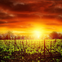 Load image into Gallery viewer, Photo Wallpaper The Vineyard At Sunset
