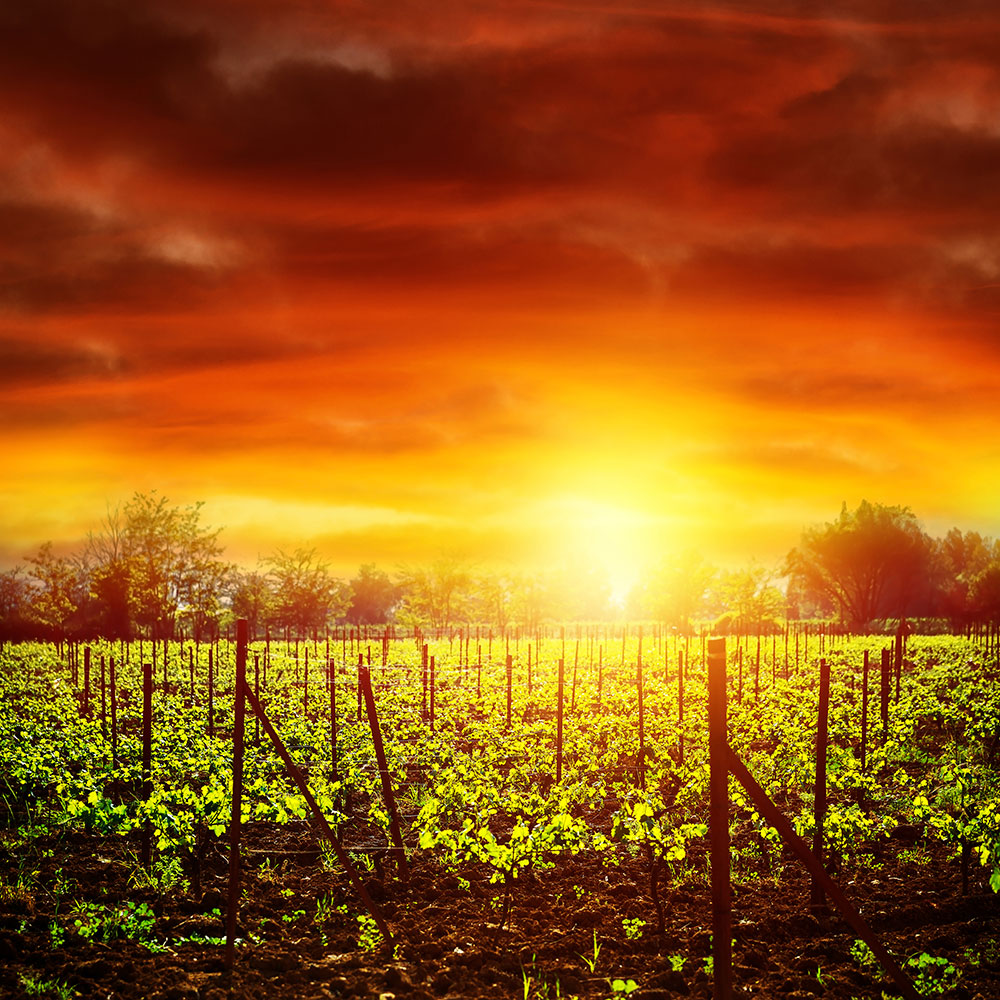 Photo Wallpaper The Vineyard At Sunset