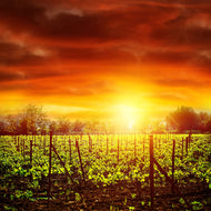 Photo Wallpaper The Vineyard At Sunset