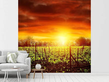 Load image into Gallery viewer, Photo Wallpaper The Vineyard At Sunset

