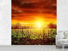 Load image into Gallery viewer, Photo Wallpaper The Vineyard At Sunset
