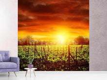 Load image into Gallery viewer, Photo Wallpaper The Vineyard At Sunset
