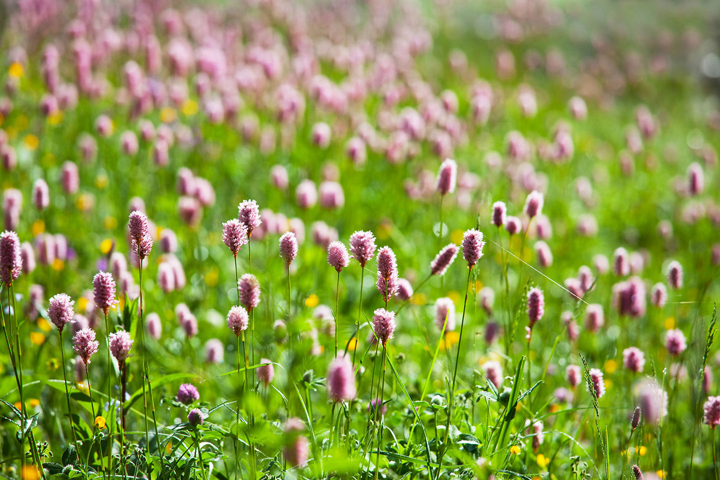 Photo Wallpaper Clover