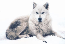 Load image into Gallery viewer, Photo Wallpaper The Wolf

