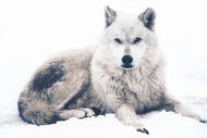 Photo Wallpaper The Wolf
