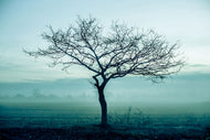 Photo Wallpaper The Magic Tree