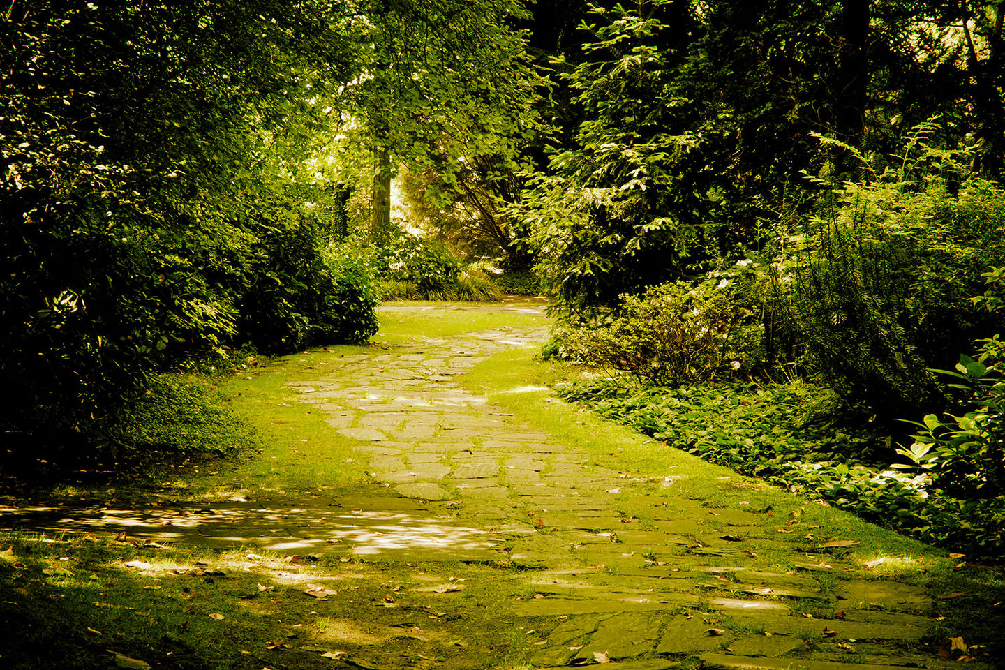 Photo Wallpaper Moss-Covered Path