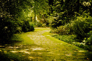 Photo Wallpaper Moss-Covered Path