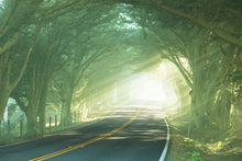 Load image into Gallery viewer, Photo Wallpaper The Avenue
