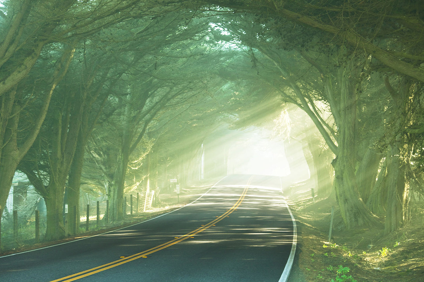 Photo Wallpaper The Avenue