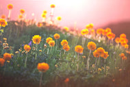Photo Wallpaper The mountain Meadow