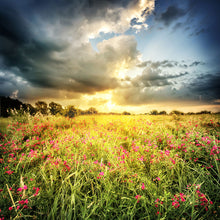 Load image into Gallery viewer, Photo Wallpaper Flowers Landscape

