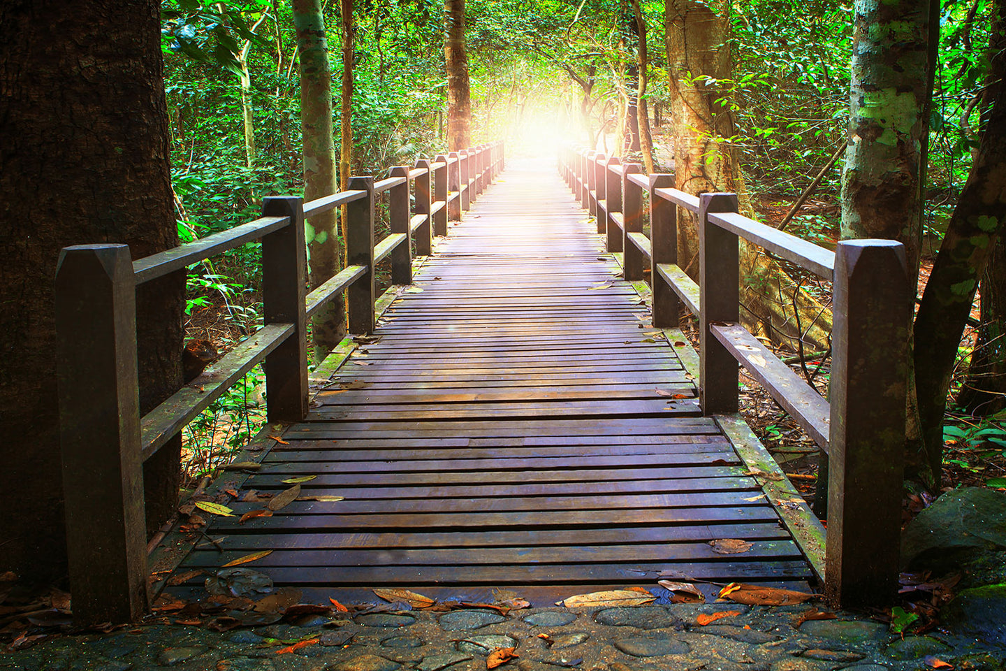 Photo Wallpaper The Bridge In The Forest