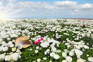 Photo Wallpaper Spring Flower Meadow