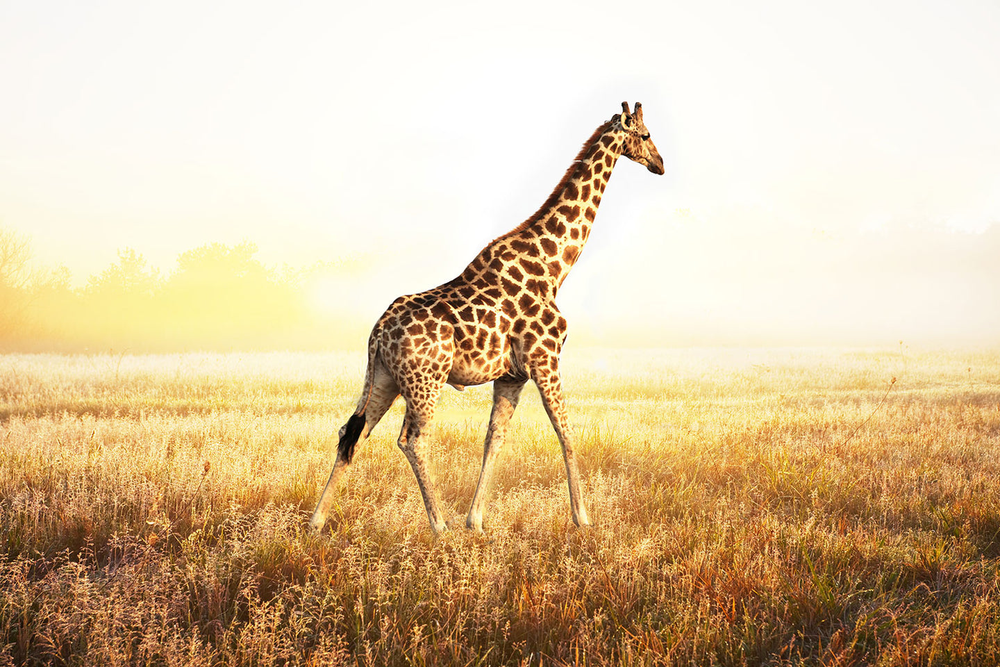 Photo Wallpaper The Giraffe
