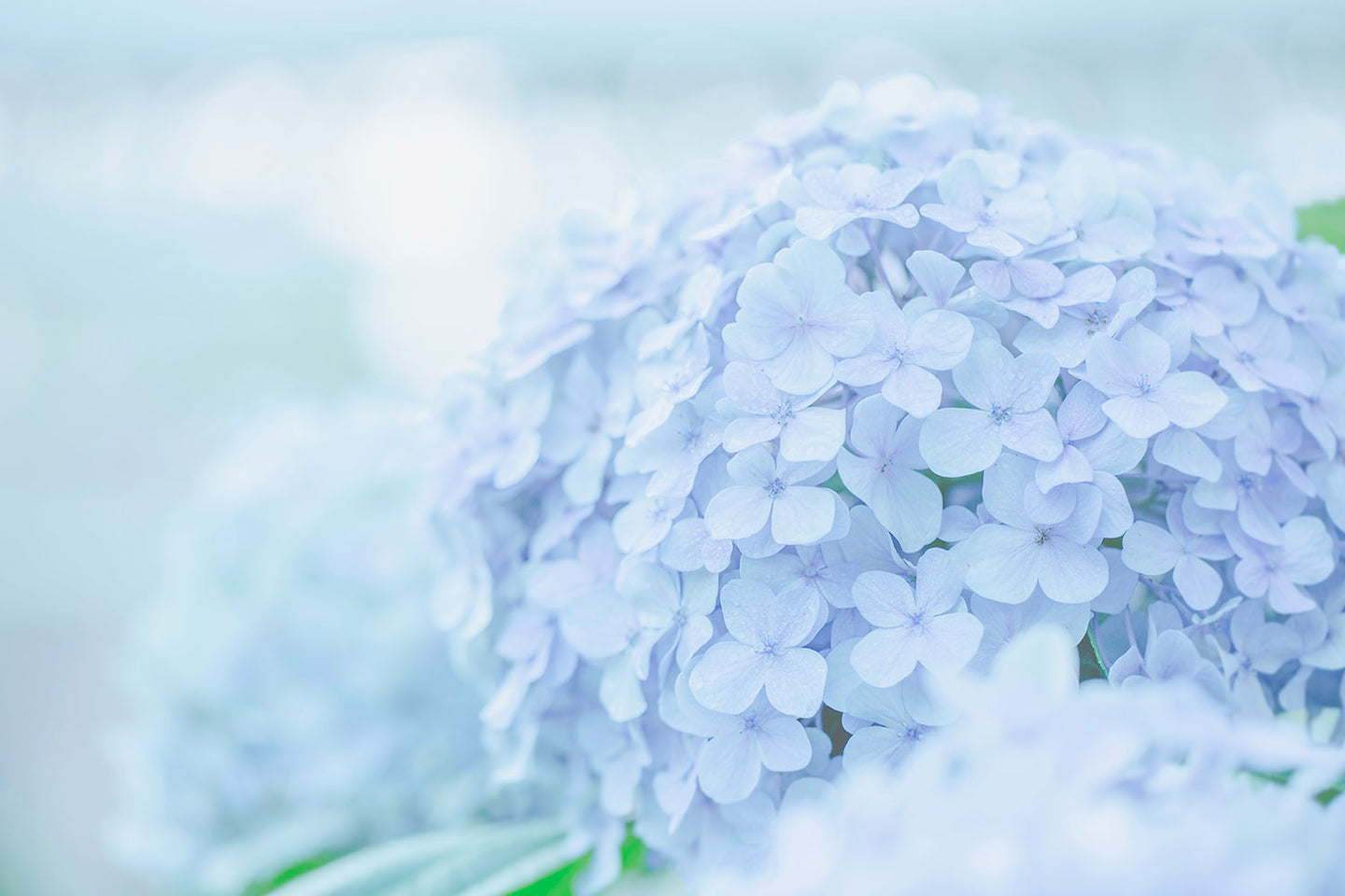 Photo Wallpaper The Hydrangea