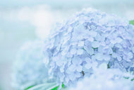 Photo Wallpaper The Hydrangea