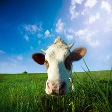 Load image into Gallery viewer, Photo Wallpaper The Cow
