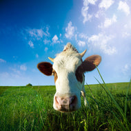 Photo Wallpaper The Cow