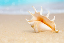 Load image into Gallery viewer, Photo Wallpaper The Shell On The Beach
